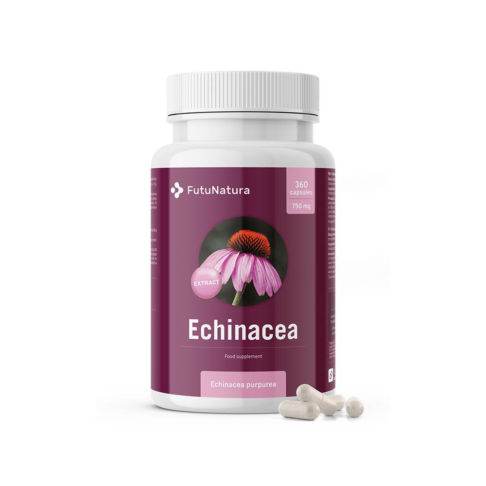 Echinacea 