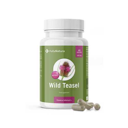 Wild teasel