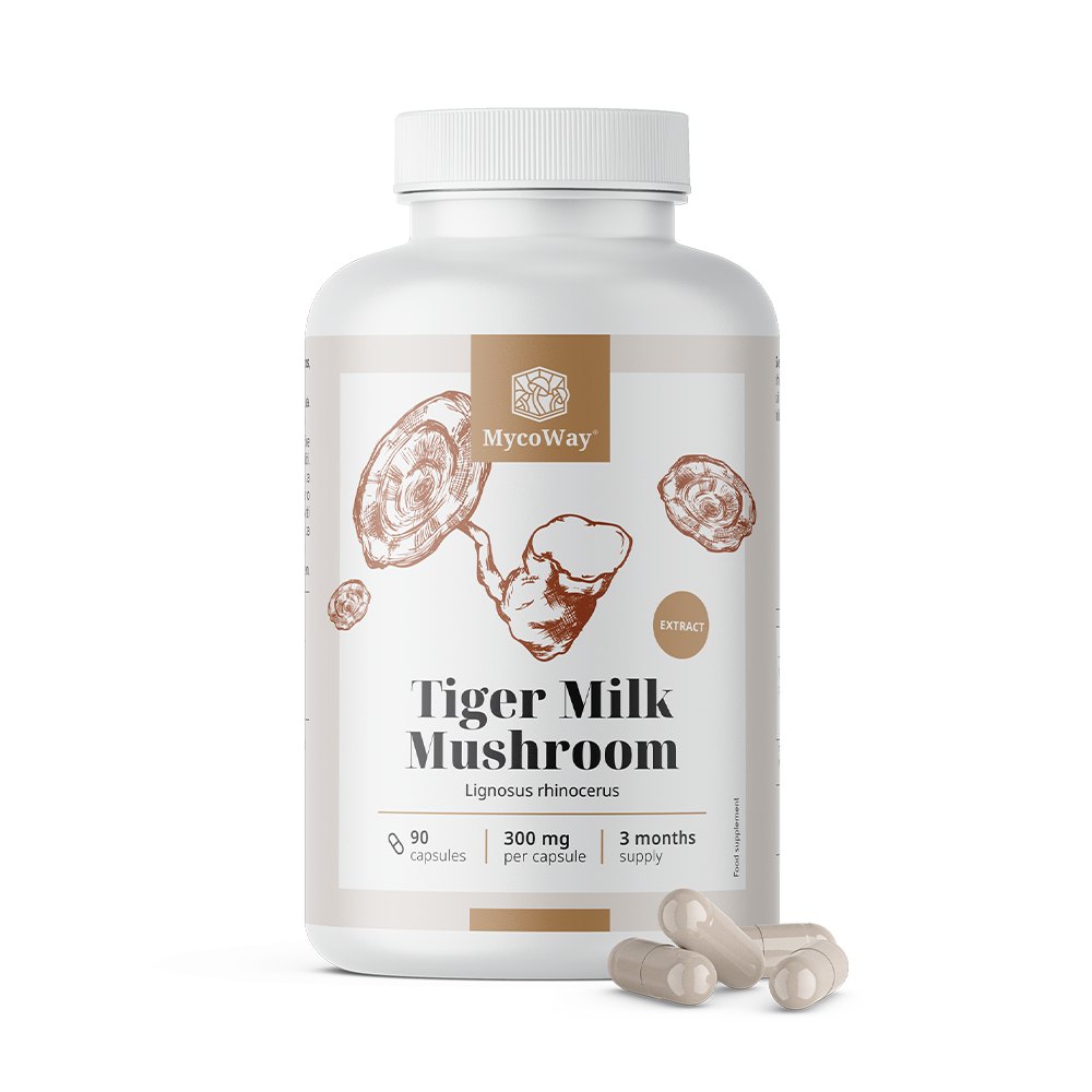 Lignosus Rhinocerus Extract