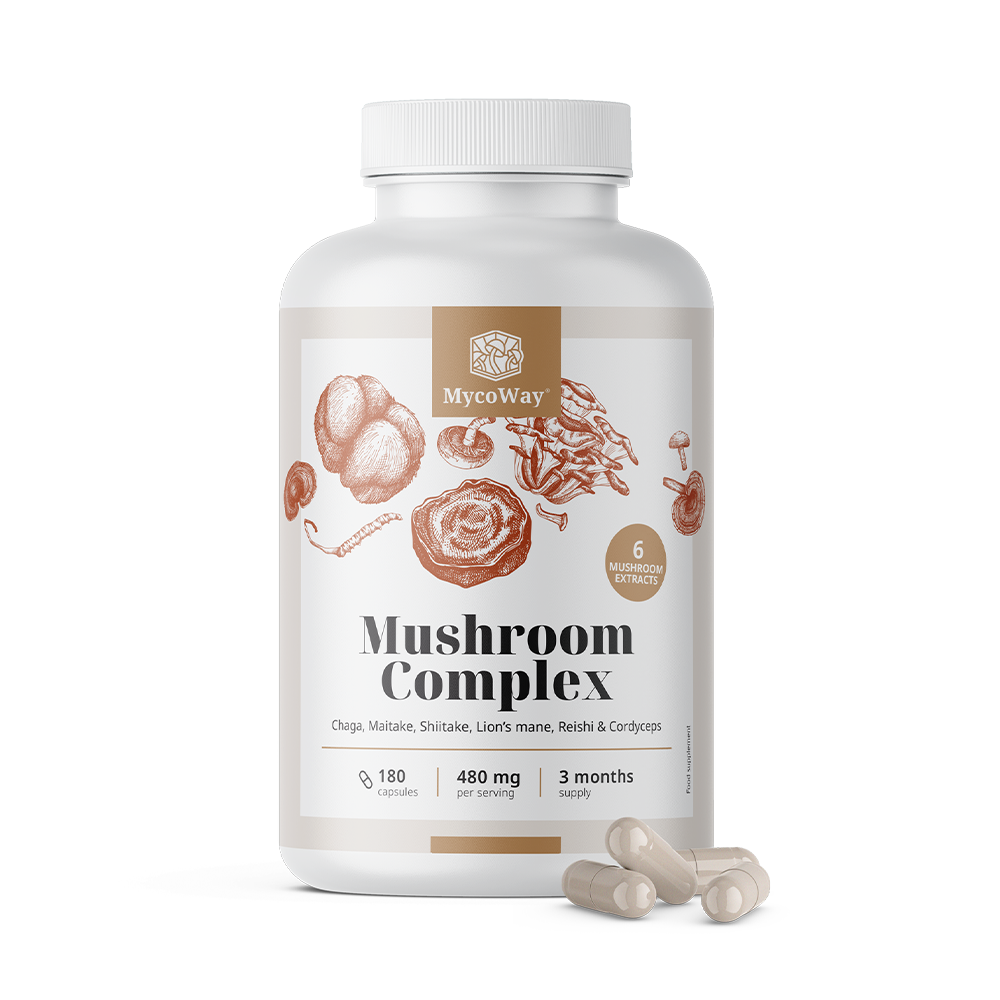 Complex of 6 Mushrooms